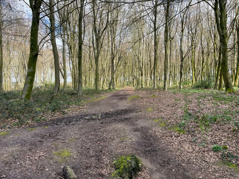 Track in Bull's Bushes Copse © Mr Ignavy cc-by-sa/2.0 :: Geograph ...