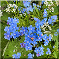 Forget-me-nots by Mill Lane