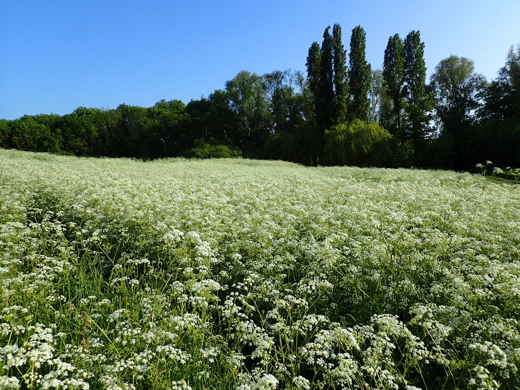 cow-parsley-on-east-wickham-open-space-marathon-cc-by-sa-2-0