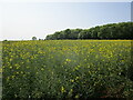 Oilseed rape and Fish Pond Plantation