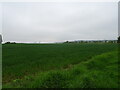 Cereal crop, Levington