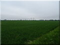 Cereal crop, Stratton Hall