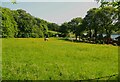 Field off Spen Bank, Gomersal