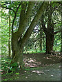 Woodland in Pendeford Mill Nature Reserve, Staffordshire