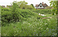 Overgrown plot, Reigate