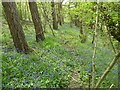 Bluebell woods on Mynydd y Bryn