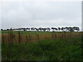 Crop field off the B1083