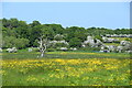 Dead oak, buttercups, hawthorn blossom