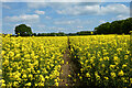 Farmland, St Mary Bourne