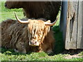 Highland Coo