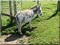 Miniature Donkey