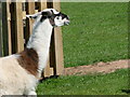 Llama