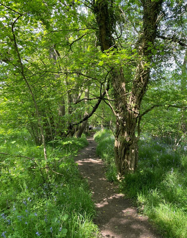 Path Leading From Dodsley Wood © Mr Ignavy Cc-by-sa 2.0 :: Geograph 