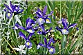 Lavenham Hall and Sculpture Garden: Irises