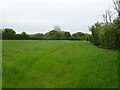 Grassland and hedgerow near Frenchs Farm