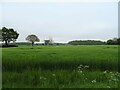 Cereal crop near Easton Green