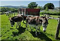 SN9867 : Donkeys at Gigrin Farm by Mat Fascione
