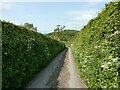 Rural lane