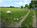 May scene at a farm in Wales