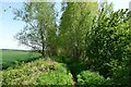 Avenue of willow on the Weardale Way