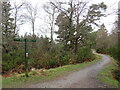 Old Logging Way, near Aviemore