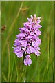 SD0798 : Common Spotted Orchid, Dactylorhiza fuchsii by John Myers