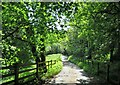 Track through woodland