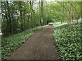 Wild Garlic in Shincliffe Wood