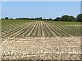 Newly-planted crops