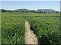 Narrow path through the crops