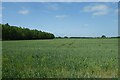 Wheat fields beside Scoreby Lane