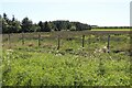 Rough pasture near Railway Cottage