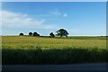 Rudgate from Wighill Lane