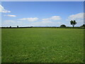 Grassland near Tirley