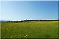 Field near Hilltop Farm