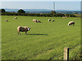 Sheep grazing near Dechmont Farm