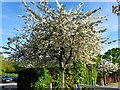 Spring blossom in West Hendon playing fields