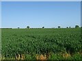 Cereal crop off Debenham Road