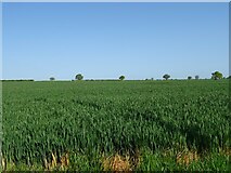 TM1660 : Cereal crop off Debenham Road by JThomas