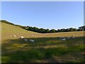 Sheep on the downs