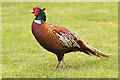 SK8770 : Cock Pheasant by Richard Croft