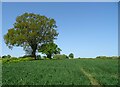 Cereal crop and hedgerow