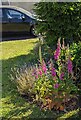 Foxgloves, Bramble Lane, Stonehouse