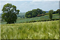 Farmland, Waddesdon