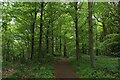 Weardale Way in Lumley Park Wood