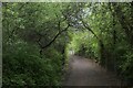 Weardale Way in a Green Tunnel beside the A182