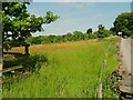 Trees planted id a field alongside Honley Road, Farnley Tyas