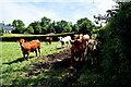 Cattle sheltering from the sun, Cormore