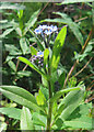 Field Forget-me-not (Myosotis arvense)