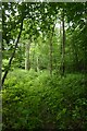 Bridleway through the woods